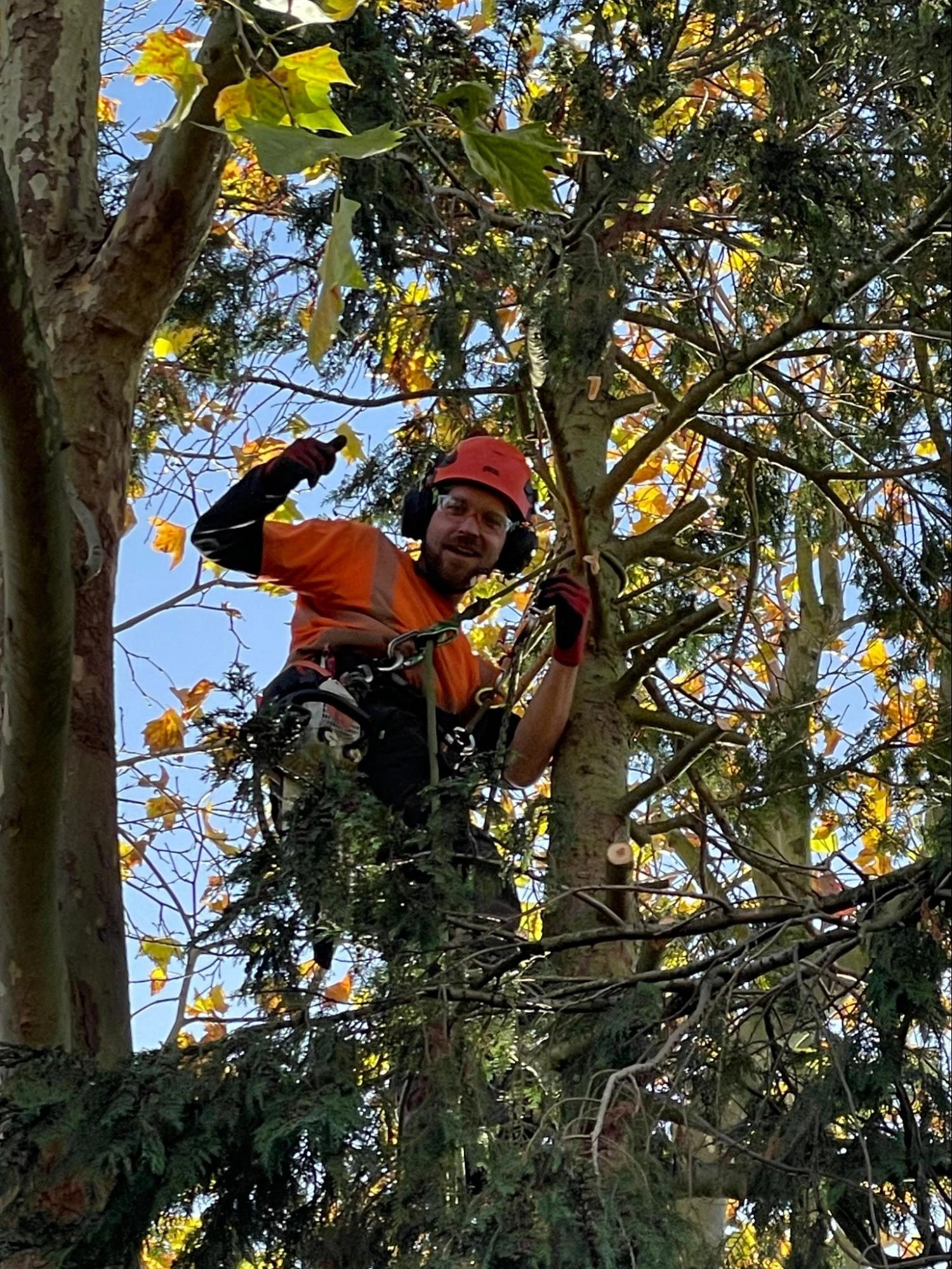 Wood Green Tree Care Experts